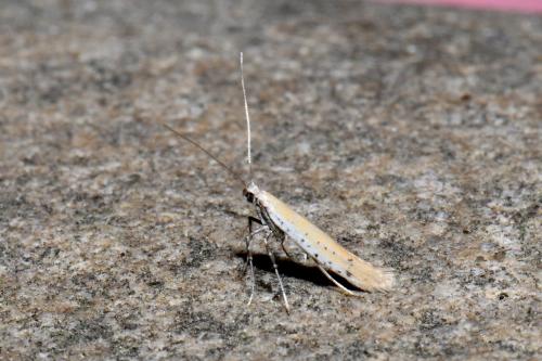 Aspilapteryx tringipennella